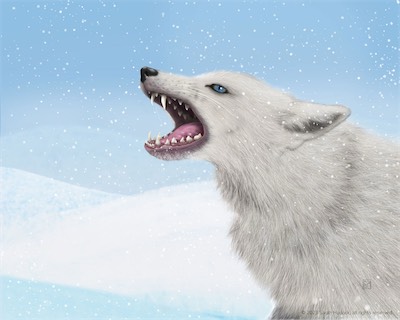 Arctic_Fox.jpg